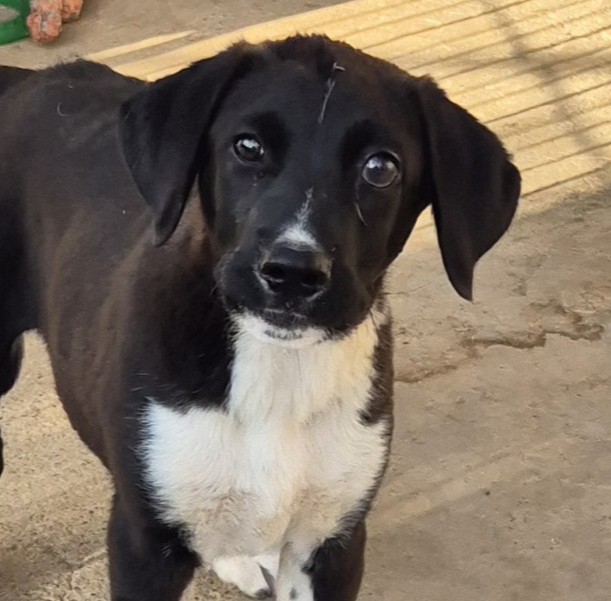 Max
